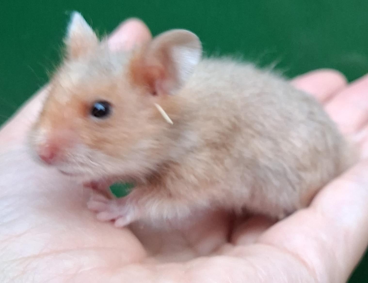 Lieve Syrische hamster
