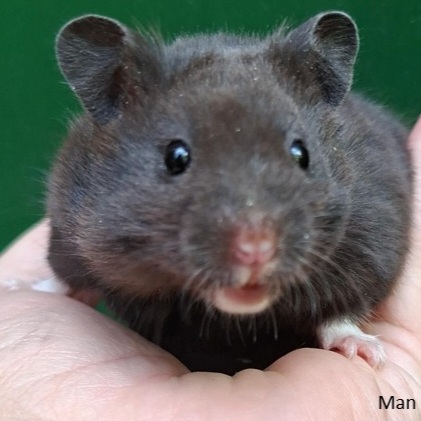 Lieve Syrische hamster