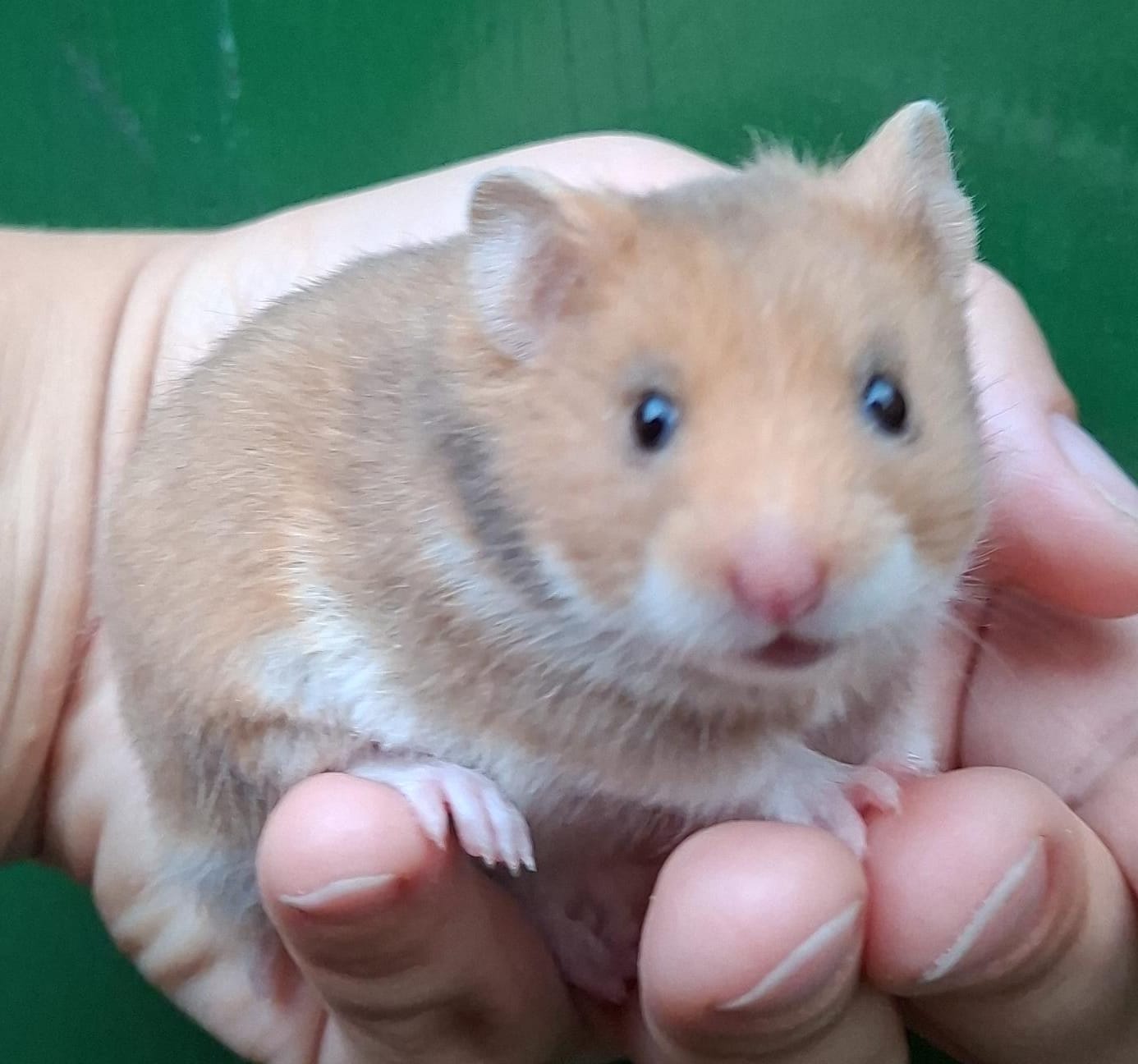 tamme Syrische hamster