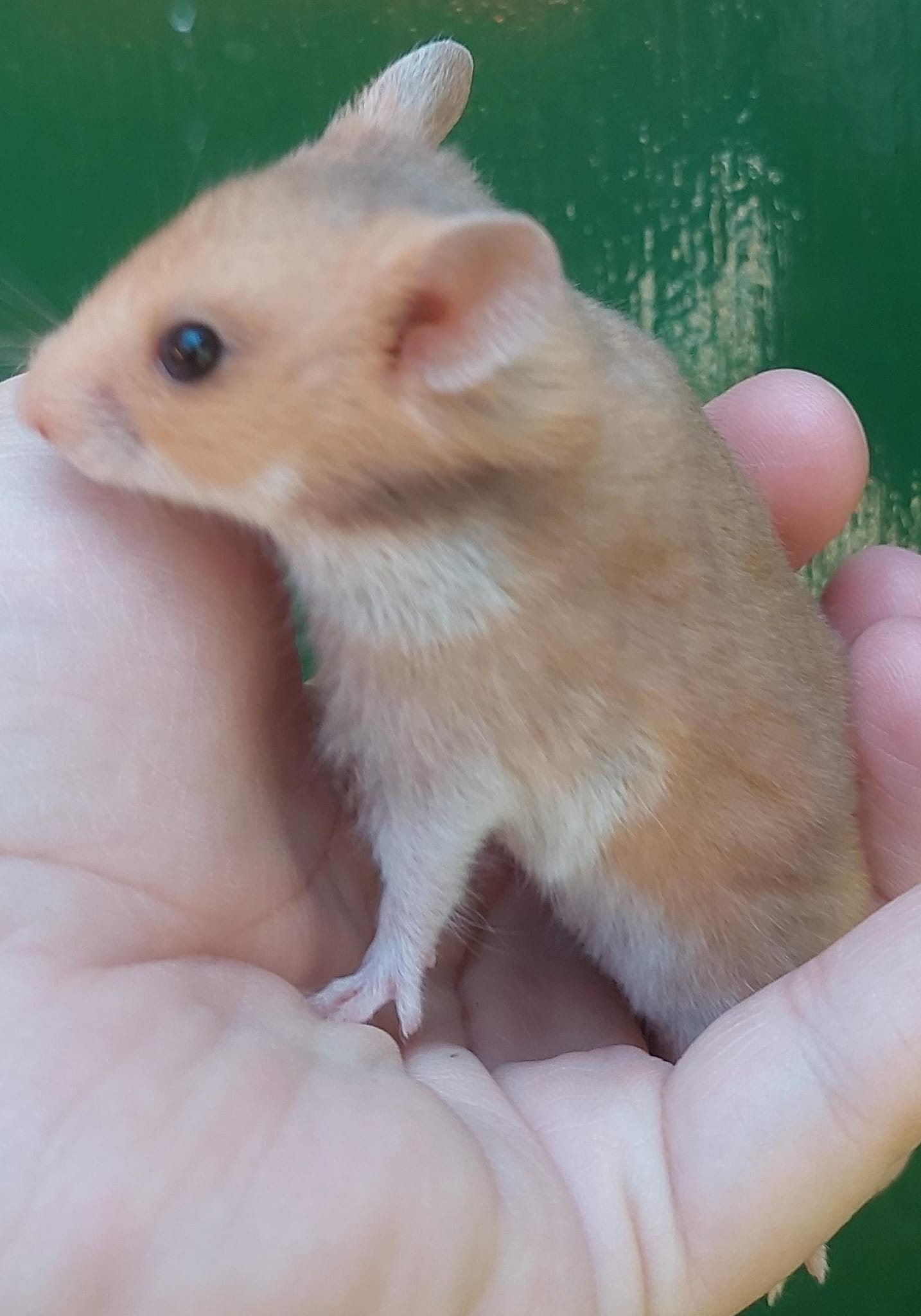 Leuke Syrische hamster