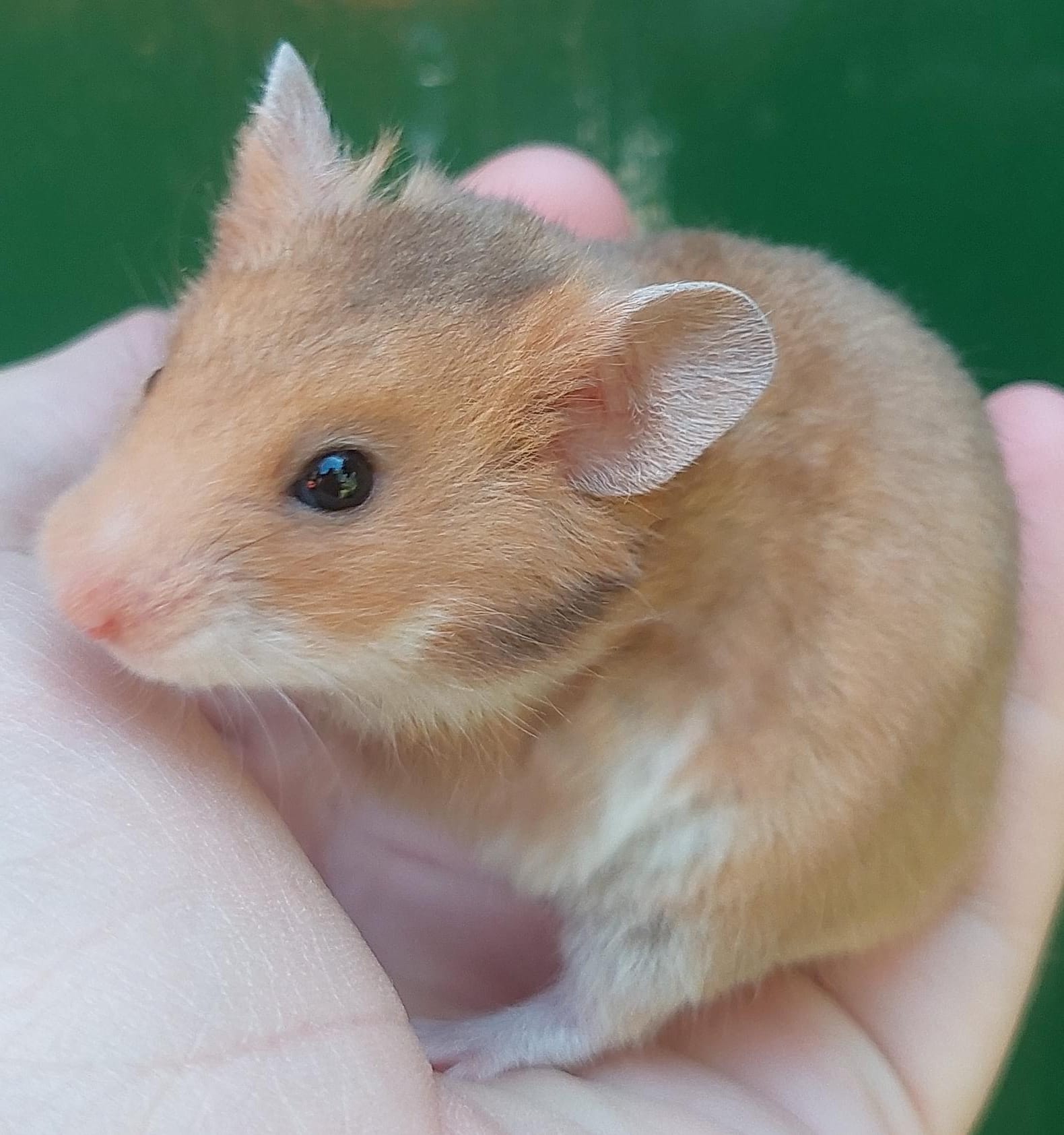 Lieve Syrische hamster