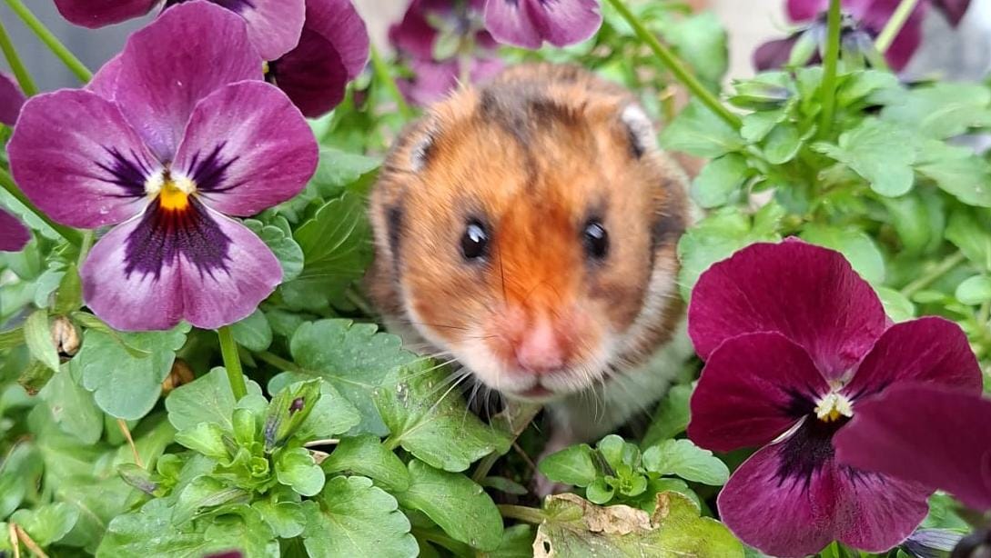                                                        Welkom bij  Melissaanimals!