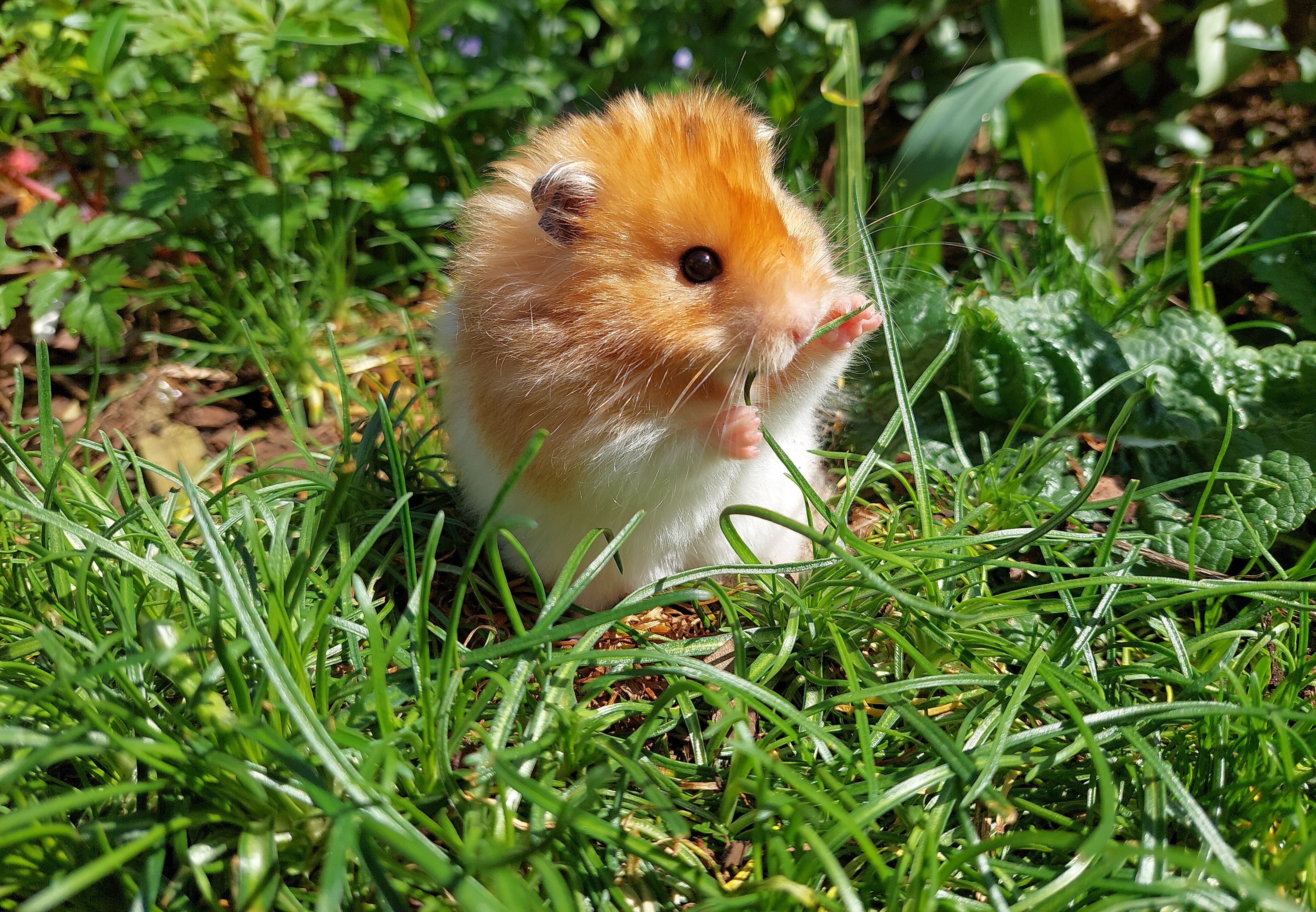 Zorgt goed voor de dieren