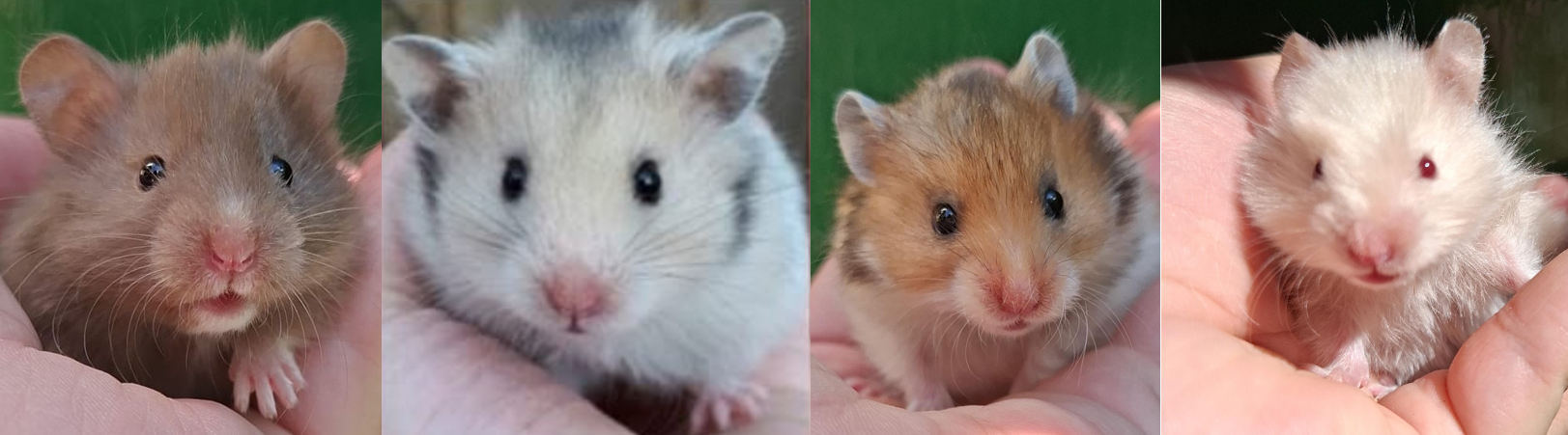 Welkom bij Melissaanimals!